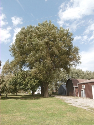 Fast Growing Shade Trees