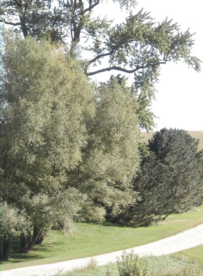 Fast Growing Trees Driveway